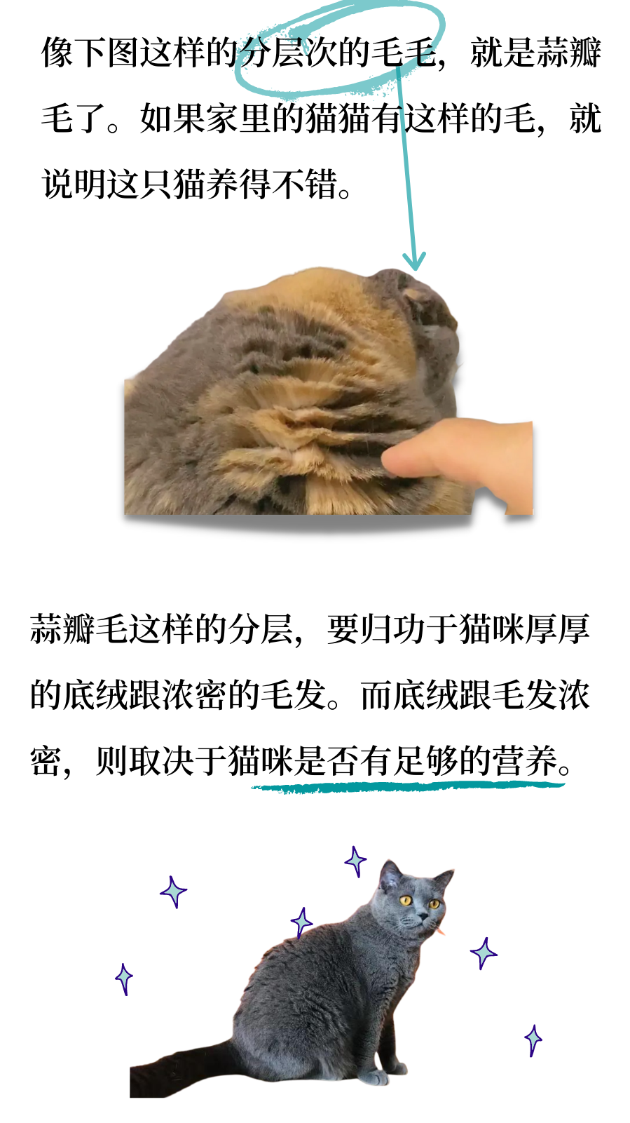 “大蒜猫”是什么猫