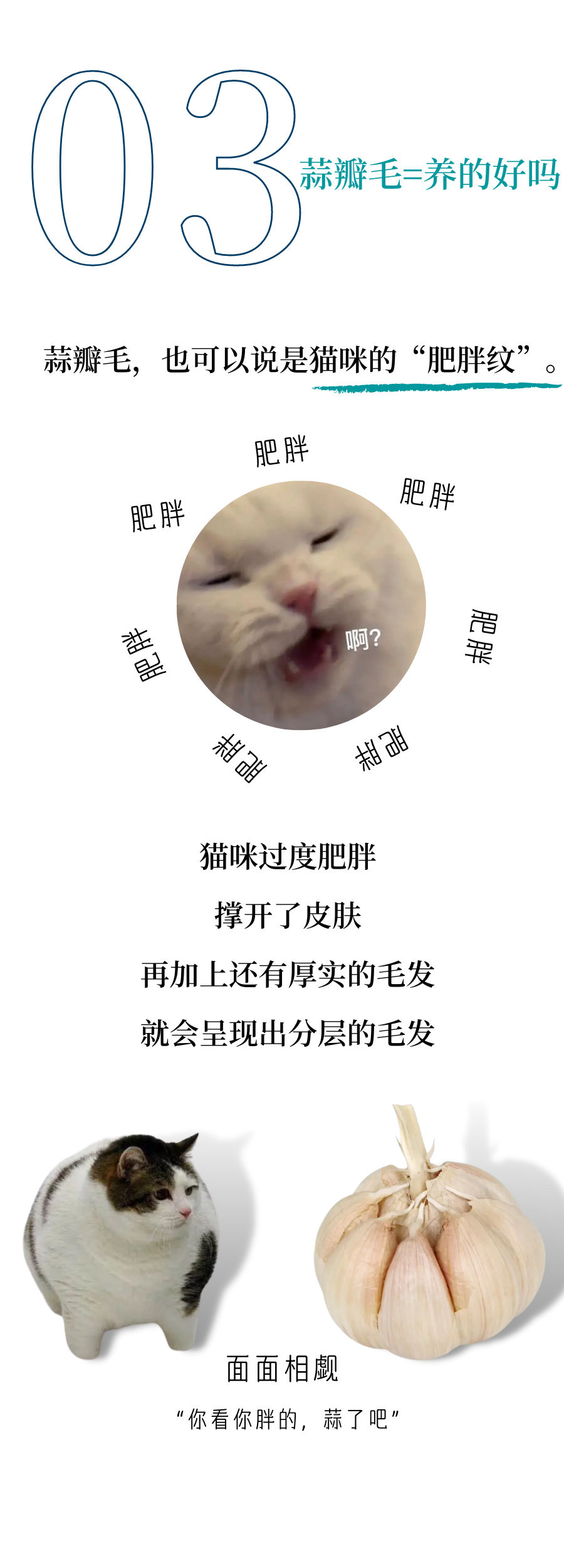 “大蒜猫”是什么猫