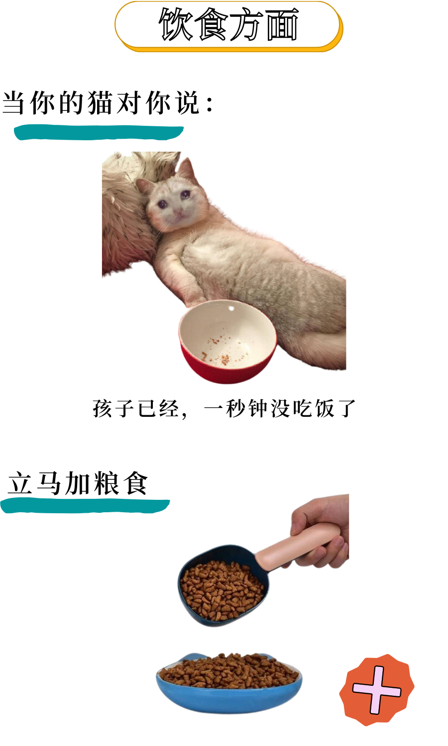 心脏病猫咪的日常养护