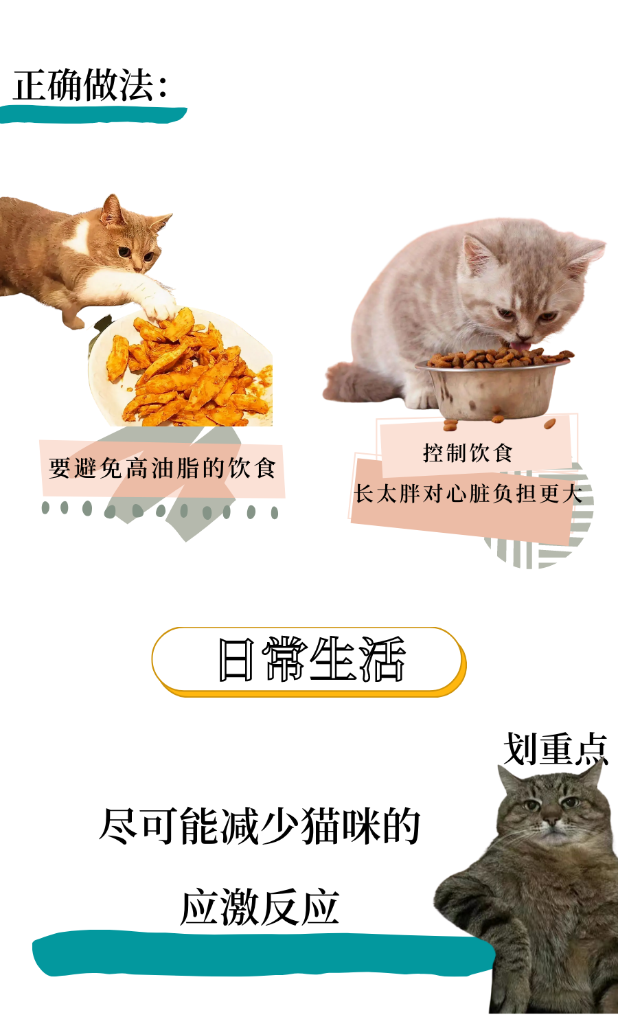 心脏病猫咪的日常养护