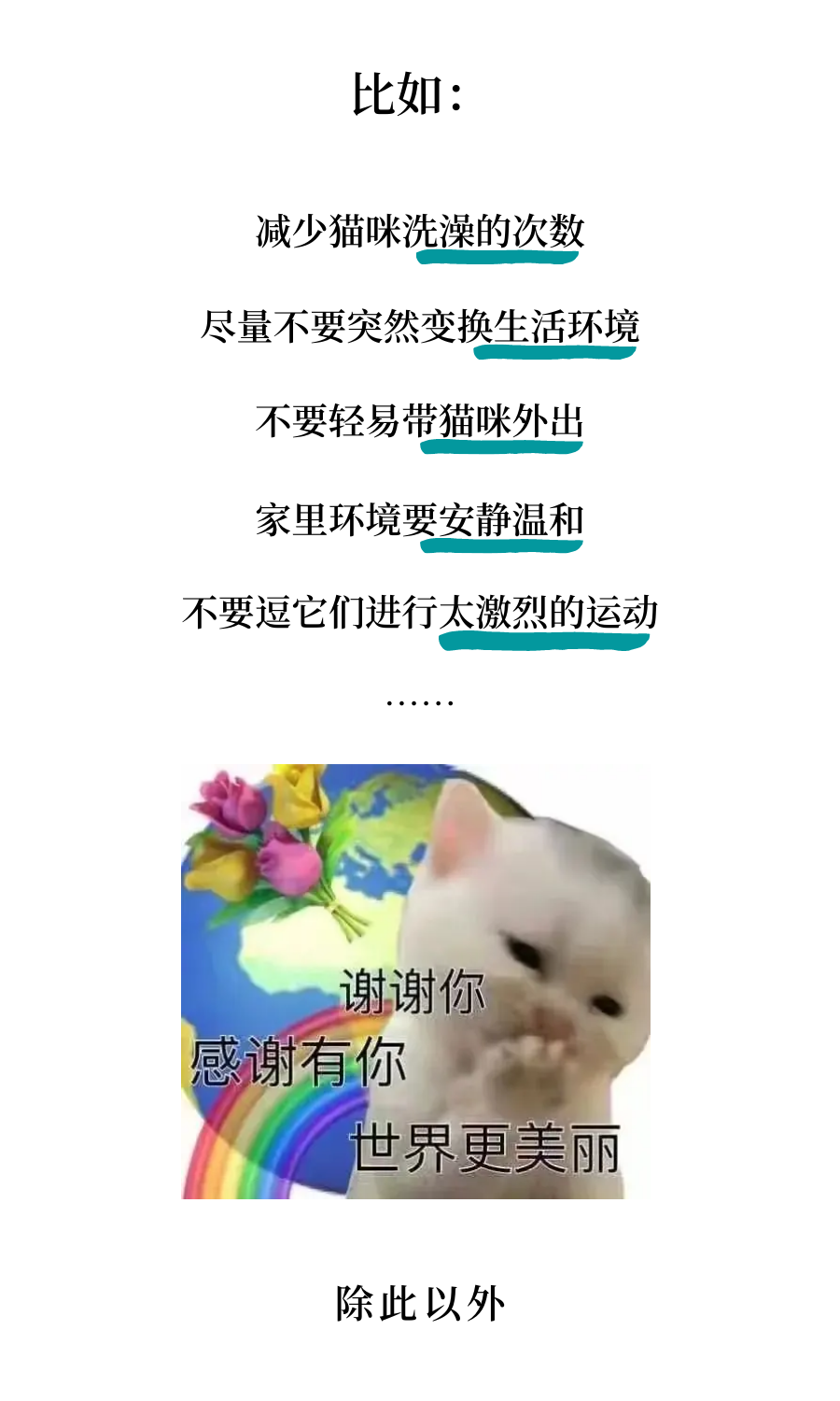 心脏病猫咪的日常养护