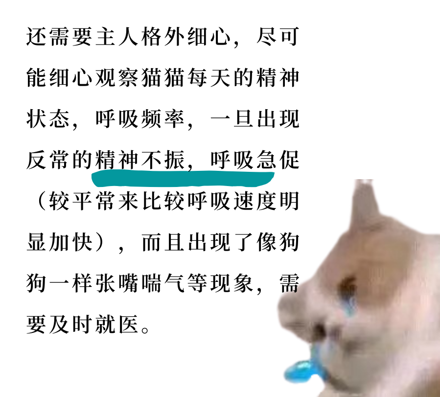 心脏病猫咪的日常养护