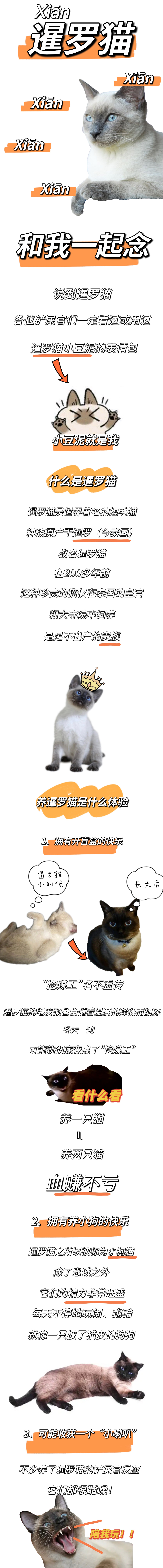 “逻辑猫”是什么猫？