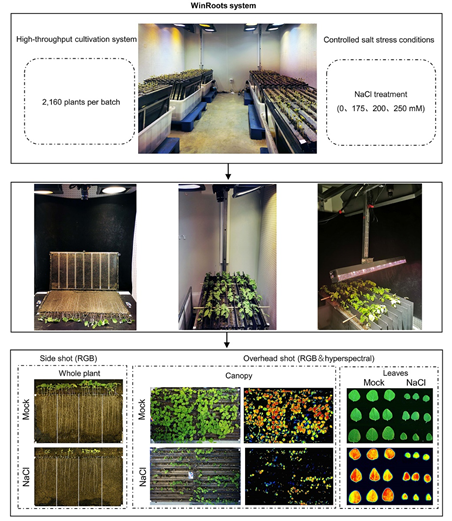 Resonon  | WinRoots: A  High-Throughput Cultivation and Phenotyping System 