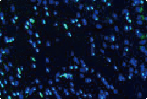 用于少突胶质细胞转录因子 2 (Olig2) 的兔单克隆重组抗体