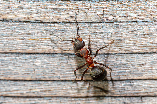 CPCO中虫协：家里遭受蚂蚁侵害该怎么办？