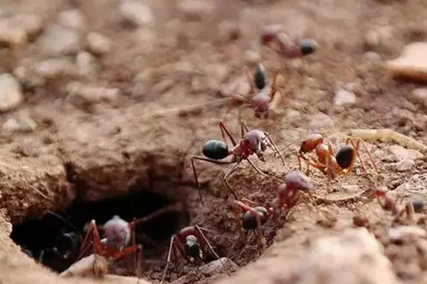 CPCO中虫协：家里遭受蚂蚁侵害该怎么办？