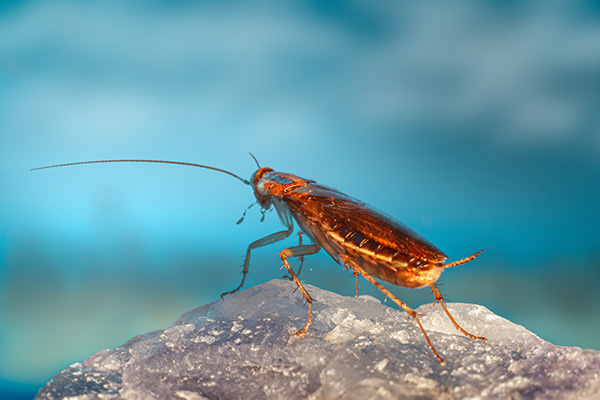 有害生物防制：厨房出现很多蟑螂该怎么办？