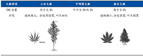 2022年工业大麻行业重点企业竞争规模研究预测及下游细分应用市场需求前景分析预测