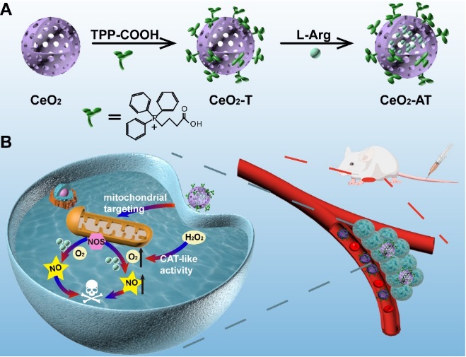 Nano Res.│中科院长春应化所任劲松团队:特异性靶向癌细胞线粒体的一氧化氮治疗