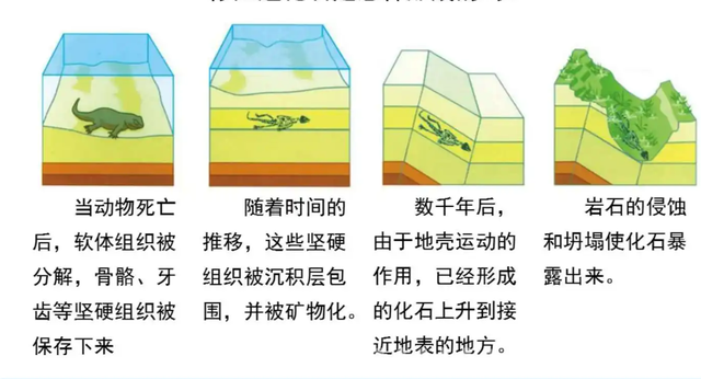 交配时1对乌龟惨变化石，最尴尬的是，4700万年后还得被人围观