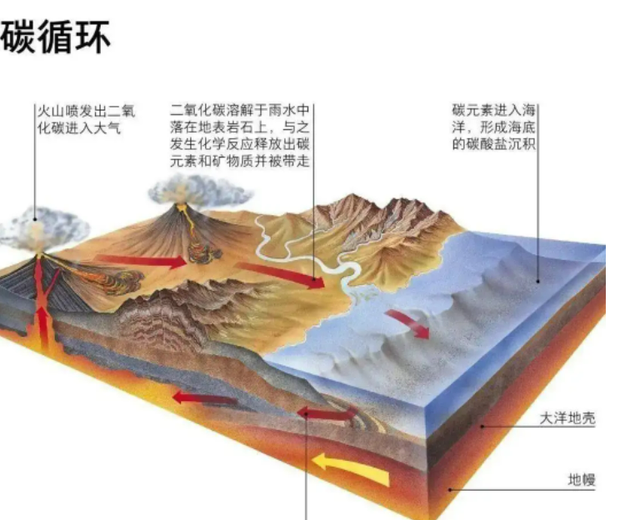 交配时1对乌龟惨变化石，最尴尬的是，4700万年后还得被人围观