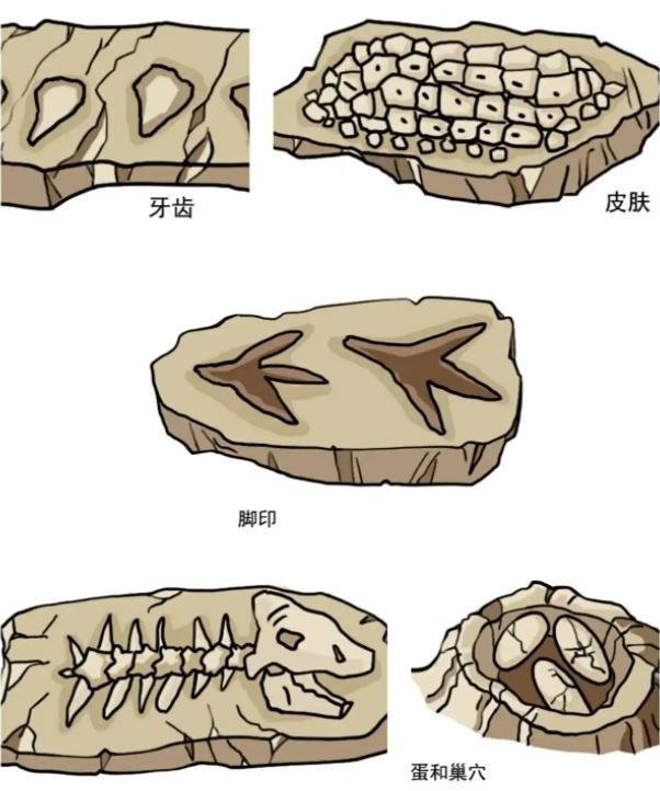 交配时1对乌龟惨变化石，最尴尬的是，4700万年后还得被人围观