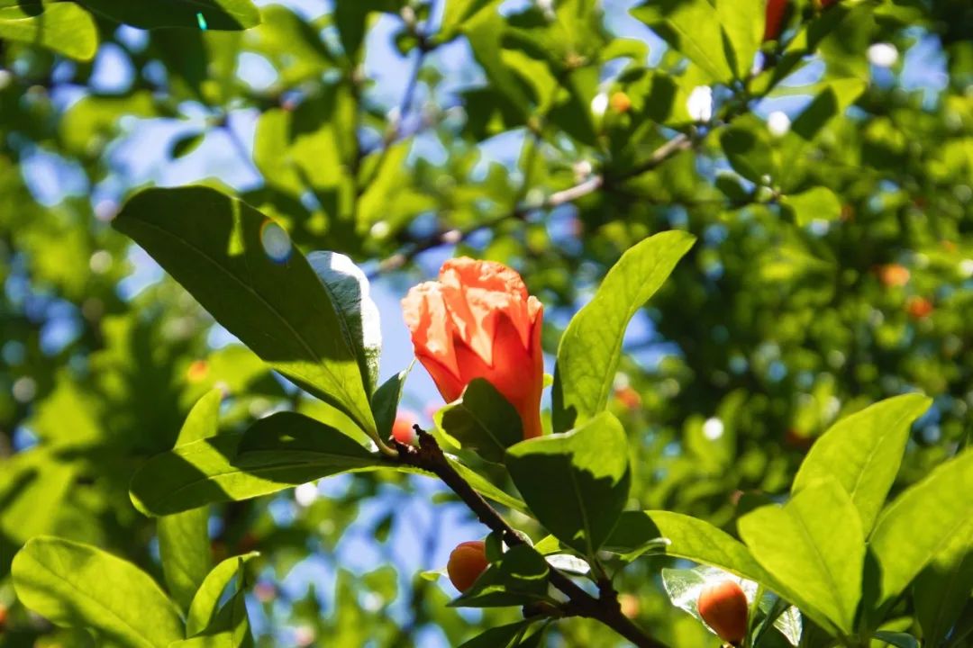 石榴花，就是最美初夏詩(shī)詞