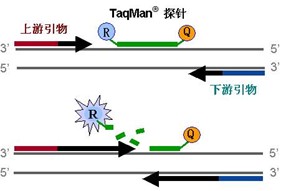 TaqMan 探针法实时荧光定量PCR—临床诊断“金标准”