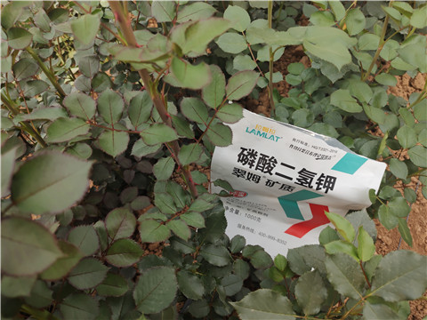 磷酸二氢钾选择哪家，孙老板给你指明路