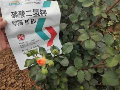 磷酸二氢钾选择哪家，孙老板给你指明路