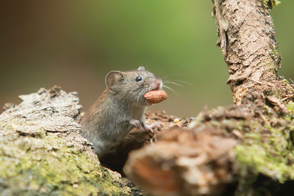 CPCO中虫协：你知道老鼠的危害有多大吗？