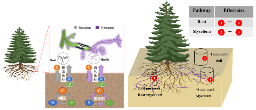 GCB| 氮沉降增加背景下高寒森林通过菌丝途径对土壤有机碳固持的贡献高于根系途径