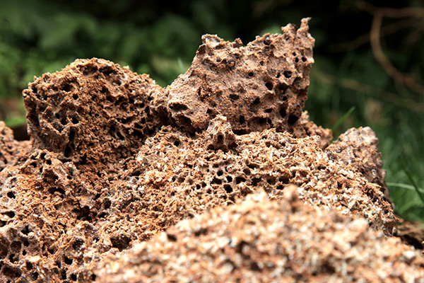 白蚁防治资质：白蚁的危害都有哪些？