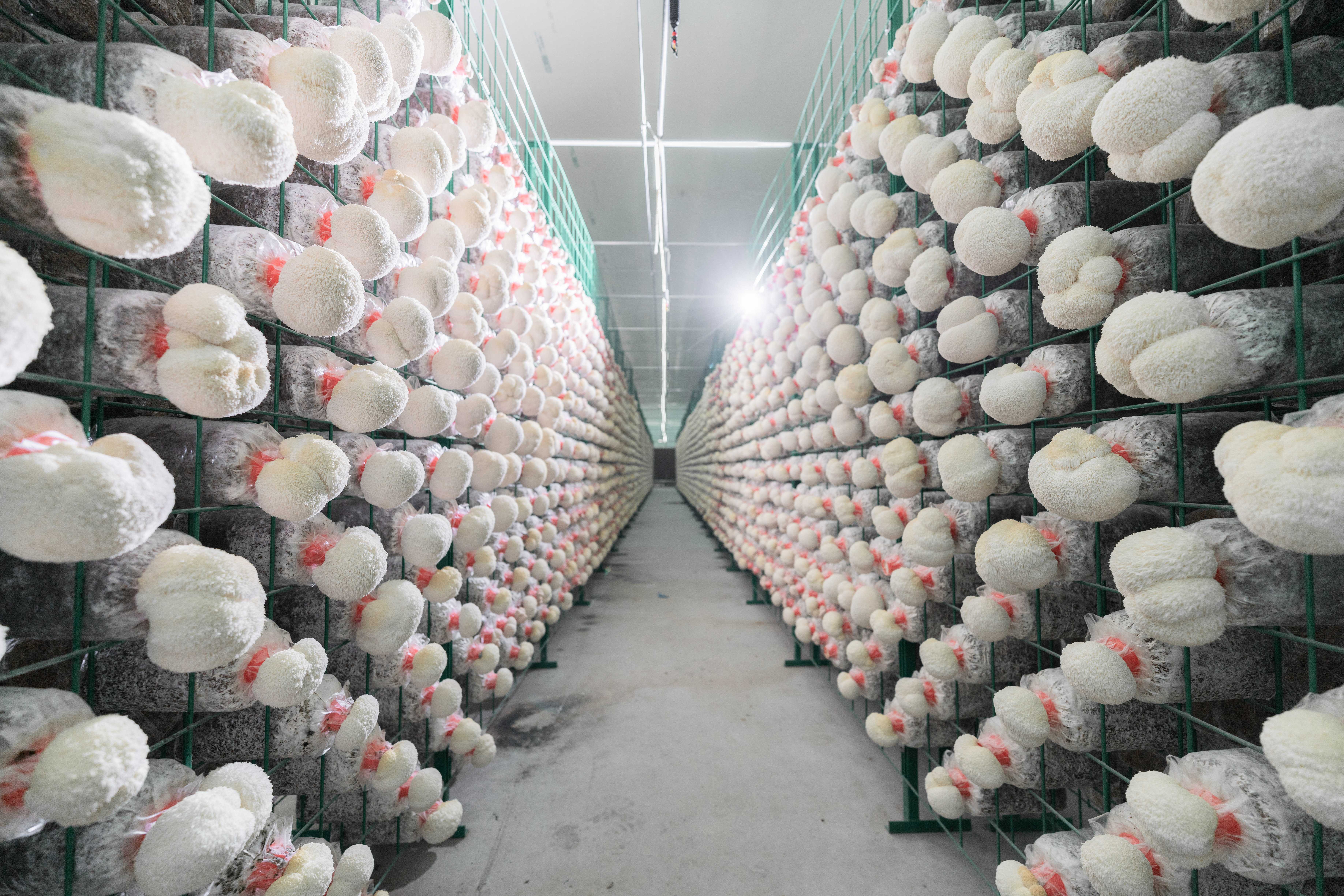 广东粤微生物技术有限公司猴头菇栽培基地展示