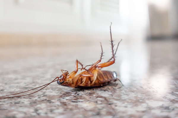 有害生物防制资质办理：为什么蟑螂消灭后很容易又会复发