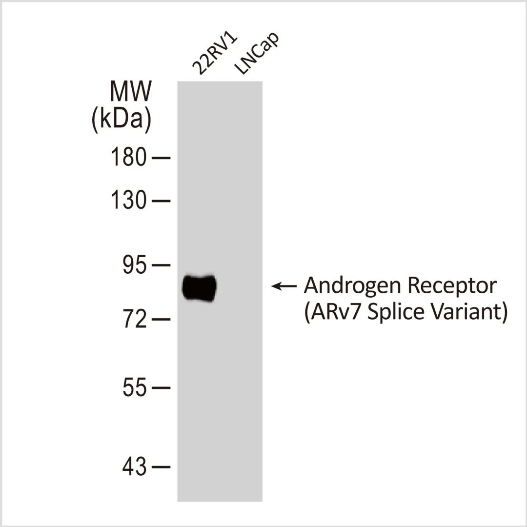 雄激素受体（AR-V7 剪接变体特异性）抗体