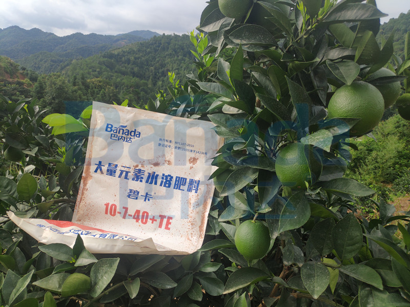 果樹施水溶肥好還是化肥好