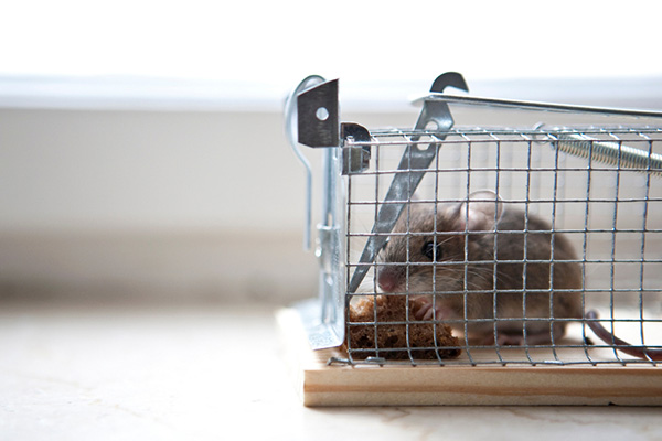 有害生物防制资质：最有效的几个家庭灭鼠小技巧