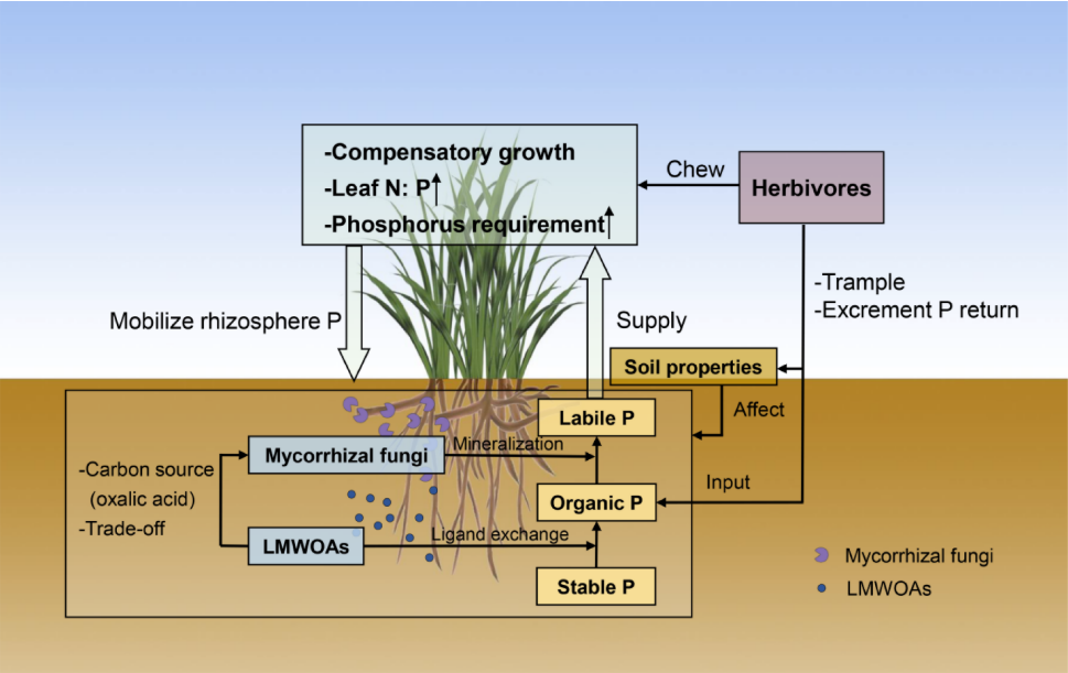 文献解读| 不同放牧强度下植物磷需求通过根系分泌物和菌根真菌刺激根际磷转移