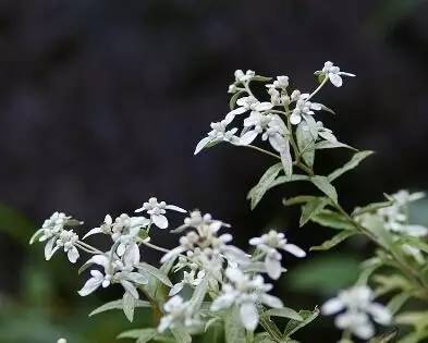 她们名字虽叫草，但花儿好美！