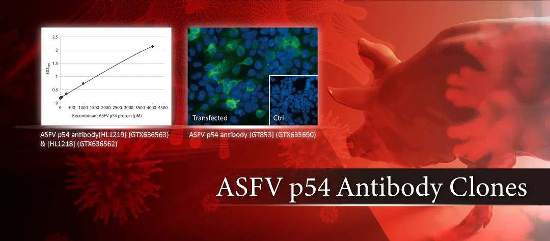 抗非洲猪瘟病毒p54蛋白的优质单克隆抗体