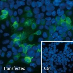 抗非洲猪瘟病毒p54蛋白的优质单克隆抗体