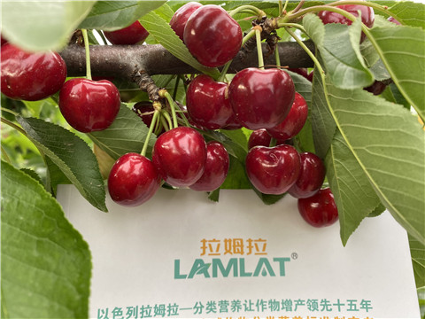 水溶肥用对,让樱桃高产品质好 水溶肥用对,让樱桃高产品质好