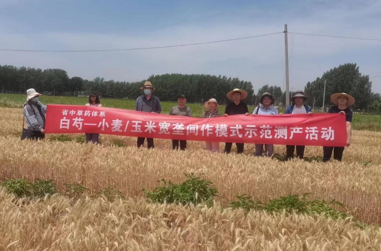中药材创新团队开展“白芍-小麦/玉米宽垄间作模式”  示范测产活动