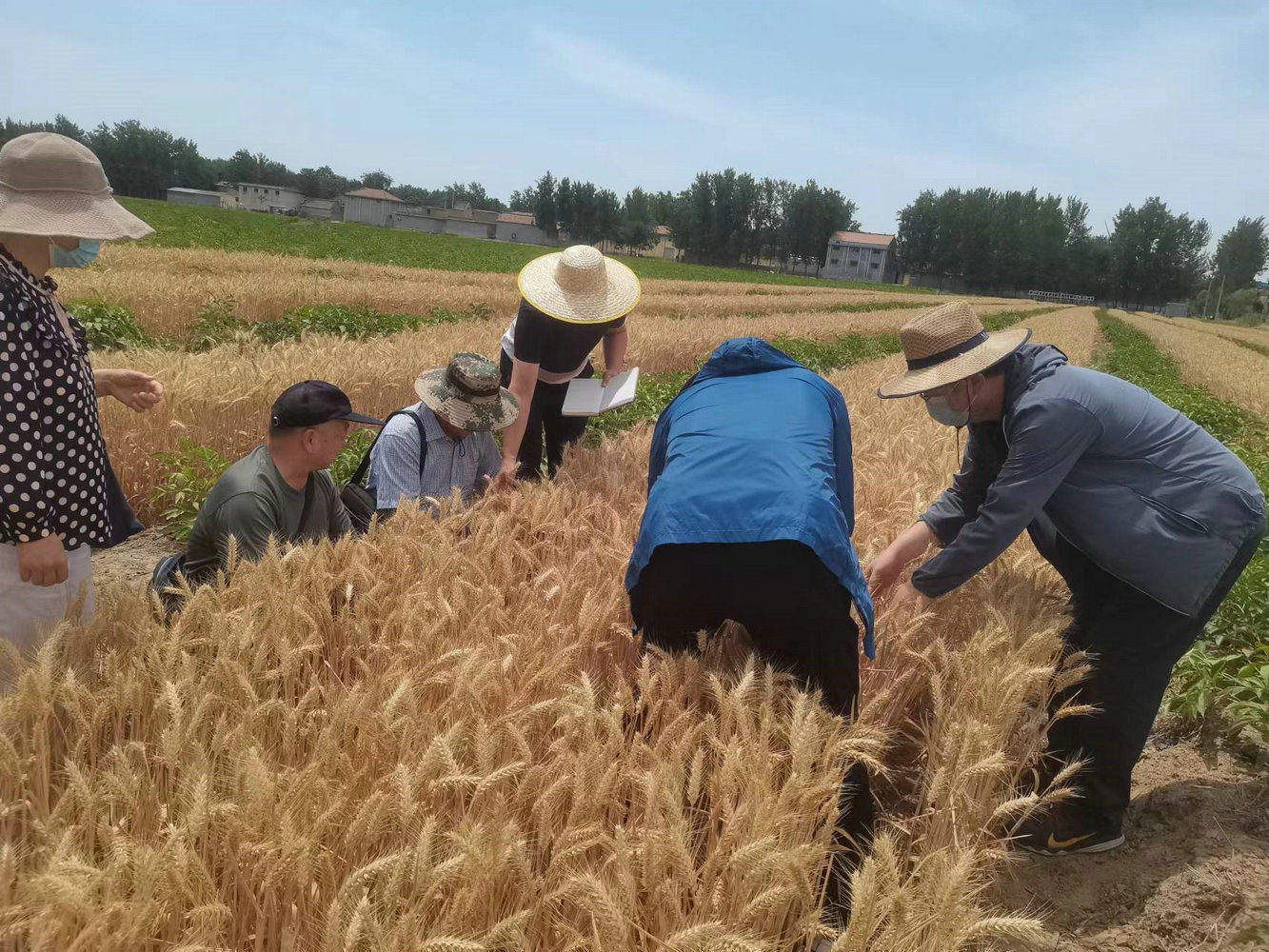 中药材创新团队开展“白芍-小麦/玉米宽垄间作模式”  示范测产活动