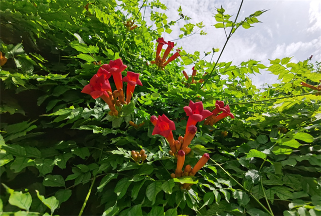 夏日炎炎赏凌霄，风过墙头朵朵摇