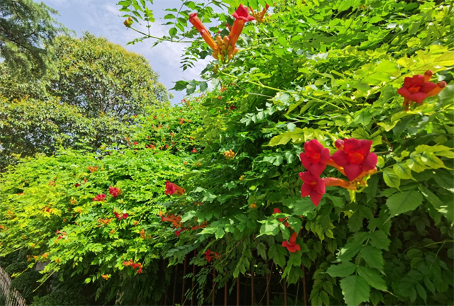 夏日炎炎赏凌霄，风过墙头朵朵摇