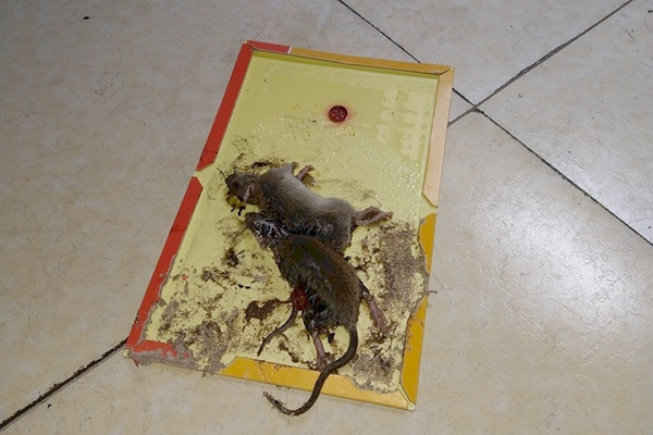 为什么用了粘鼠板还是没有消灭掉老鼠