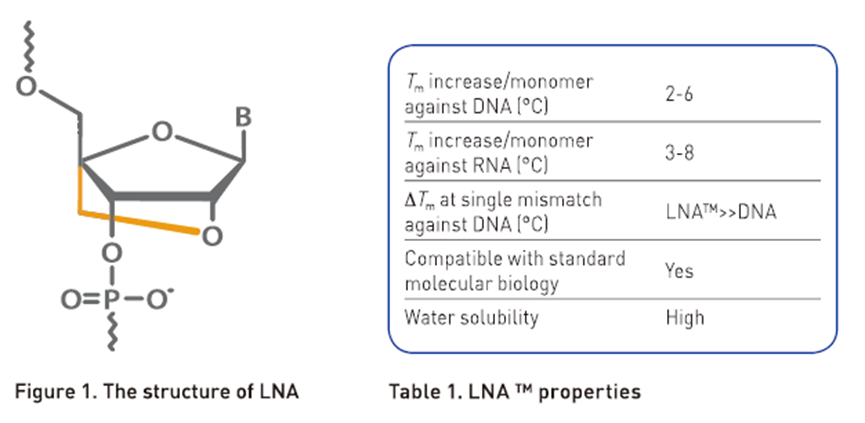 LNA(锁核酸)修饰合成服务—解锁更多可能！