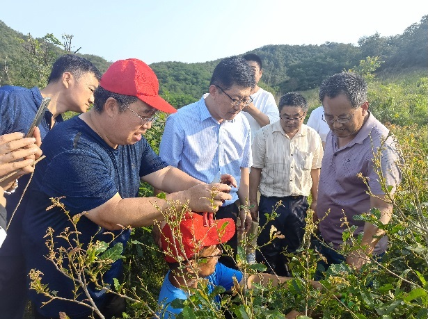 柞蚕多批次放养技术培训会在乳山举办 柞蚕多批次放养技术培训会在乳山举办