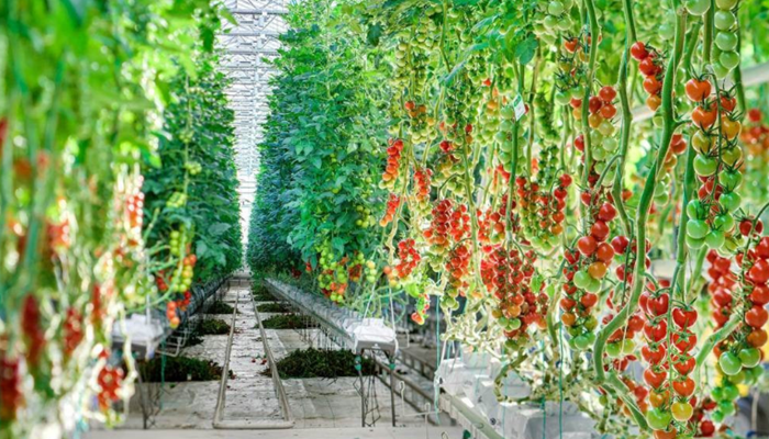 广西平果番茄博览园项目