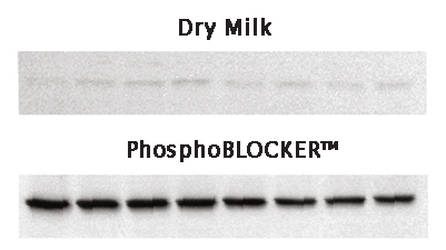 封闭试剂推荐—PhosphoBLOCKER™ Blocking Reagent