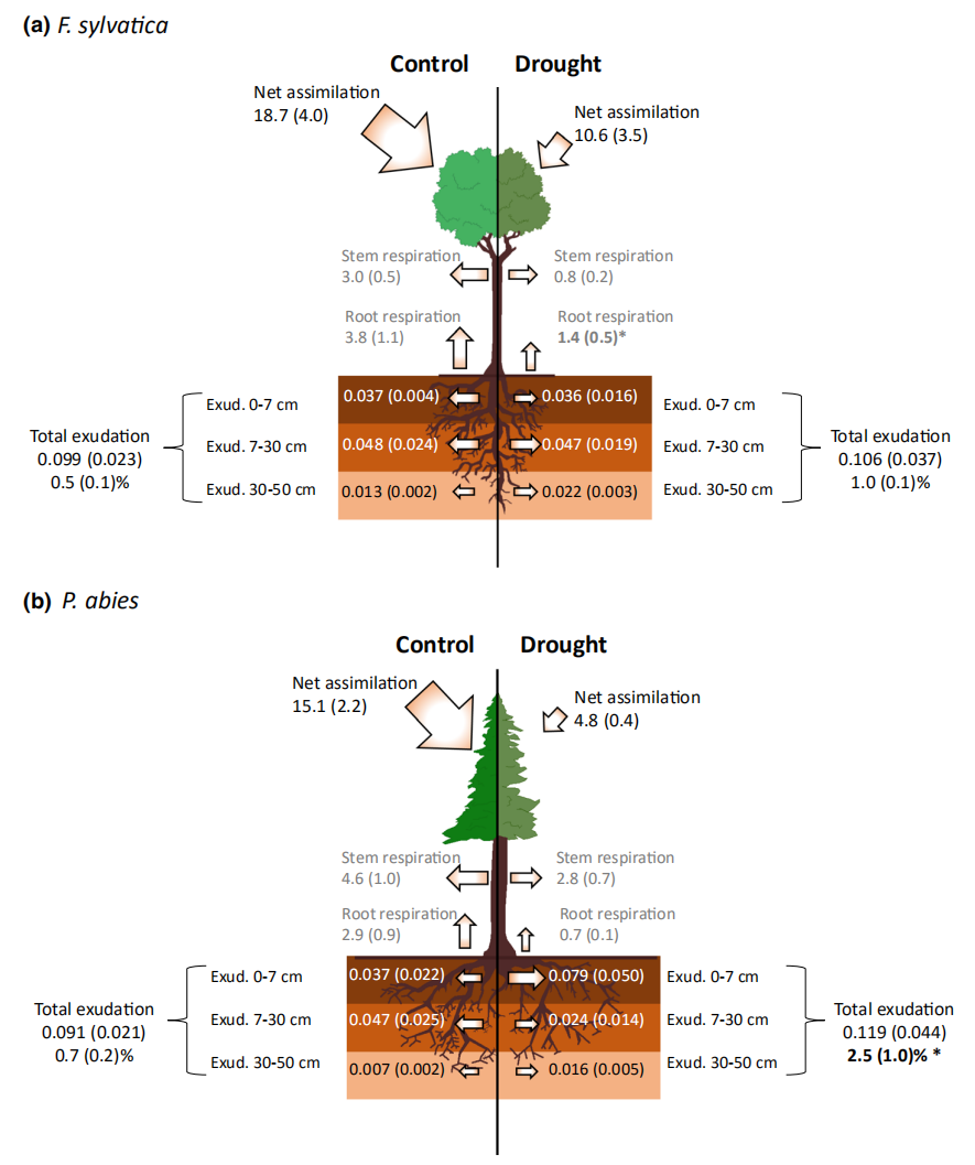 文献解读| 干旱条件下，成熟温带树种根系分泌物的碳分配保持不变