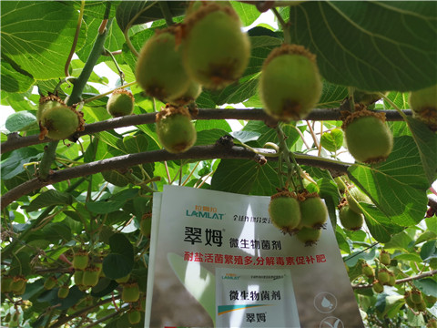 大型种植基地如何选择好的水溶肥厂家