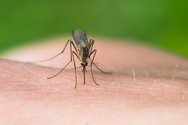 你知道蚊子是怎样吸血的吗？