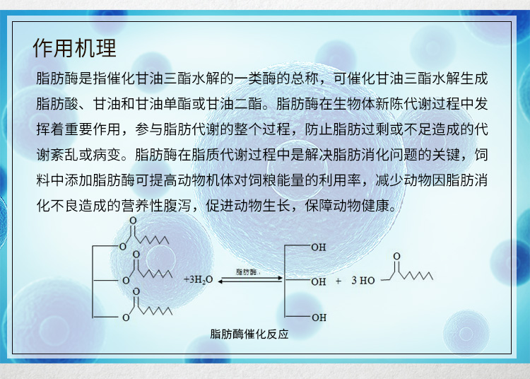 夏盛固体饲料脂肪酶1万酶活(提高油脂消化利用率)SDG-2426