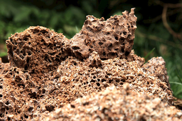 分析白蚁有哪些危害，以及该怎样进行防治？
