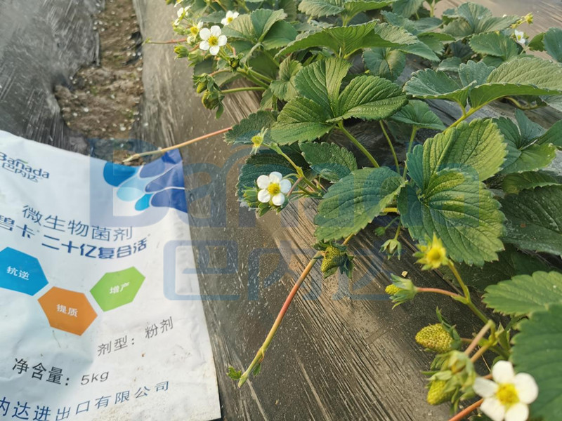 水溶肥如何預防草莓發生肥害？