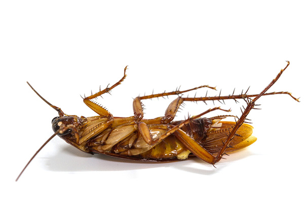 教你怎样消灭蟑螂才会更有效果？